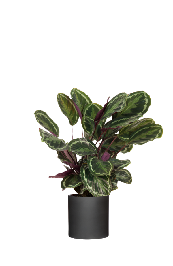 Calathea Medallion - Korbmarante Ø:24 H:70 cm