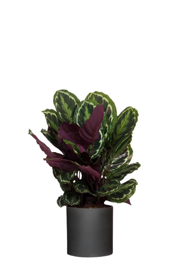 Calathea Medallion - Korbmarante Ø:27 H:80 cm