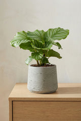 Calathea Orbifolia - Korbmarante Ø:14 H:45 cm Finestgreen 