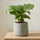 Calathea Orbifolia - Korbmarante Ø:14 H:45 cm Finestgreen 