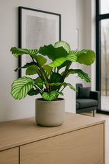 Calathea Set - Orbifolia & Medallion