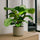 Calathea Set - Orbifolia & Medallion