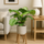 Calathea Orbifolia - Korbmarante Ø:17 H:50 cm