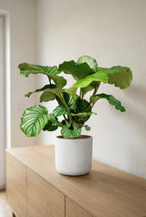 Calathea Orbifolia - Korbmarante Ø:21 H:70 cm Finestgreen 