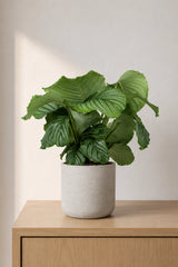Calathea Orbifolia - Korbmarante Ø:21 H:70 cm Finestgreen 