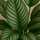 Calathea Ornata - Korbmarante Ø:19 H:80 cm