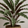 Calathea Rufibarba - Korbmarante Ø:17 H:55 cm