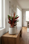 Calathea Triostar