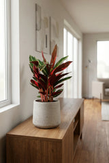 Calathea Triostar - Finestgreen