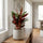 Calathea Triostar - Finestgreen