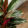 Calathea Triostar - Finestgreen