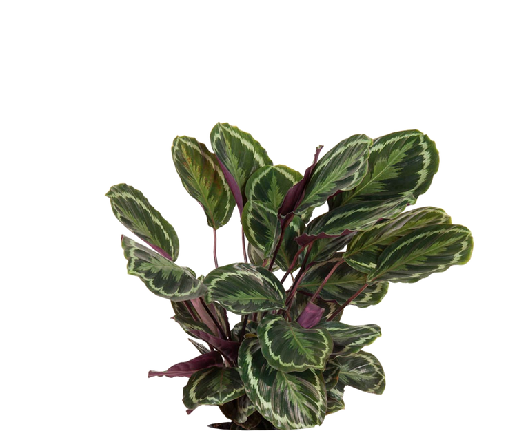 Calathea Medallion - Korbmarante Ø:24 H:70 cm