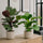 Calathea Set - Orbifolia & Medallion