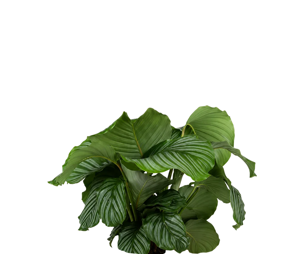 Calathea Orbifolia - Korbmarante