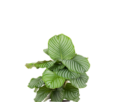 Konfigurator