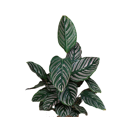 Calathea Ornata - Korbmarante Ø:19 H:80 cm