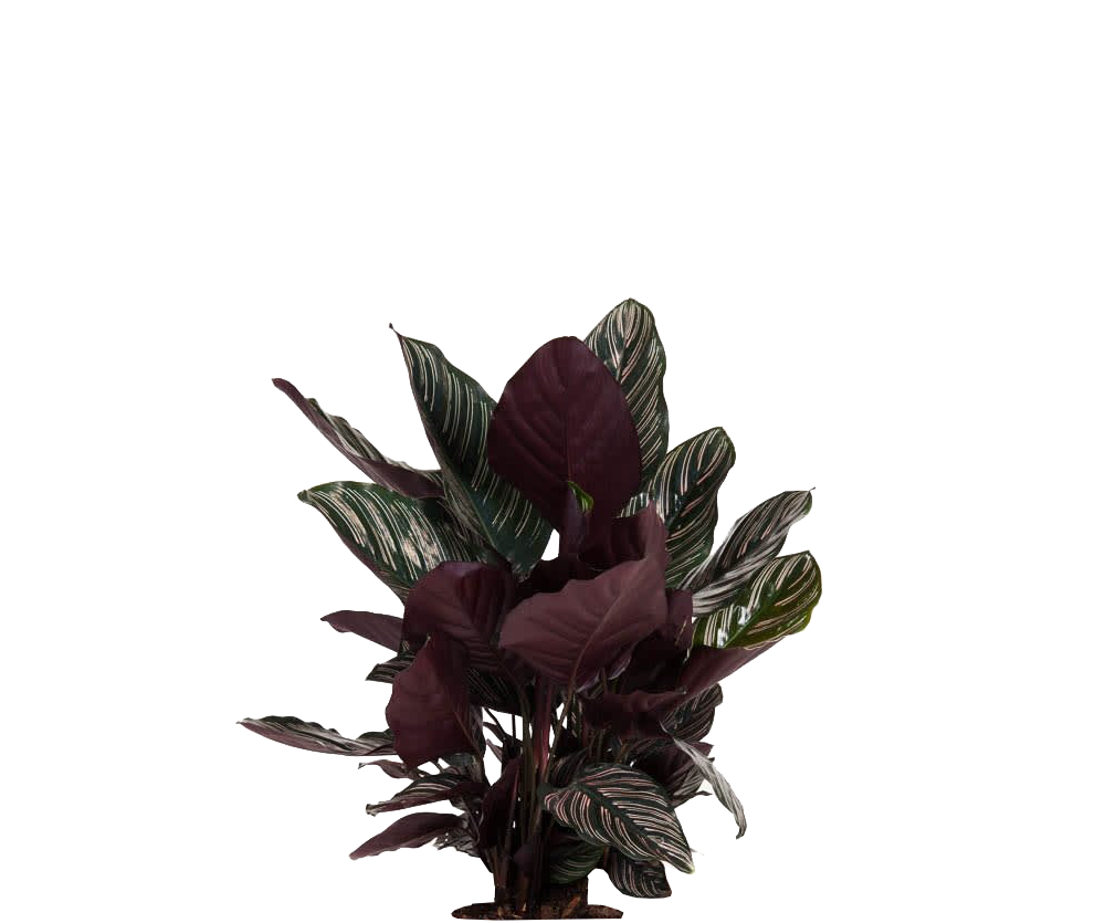 Calathea Ornata - Korbmarante Ø:27 H:80 cm