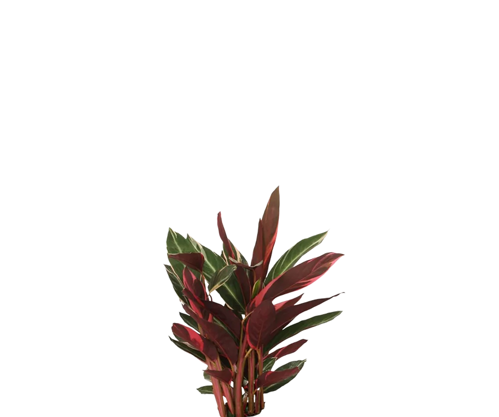Calathea Triostar