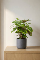 Calathea makoyana kaufen — Korbmarante mit charakteristischem Pfauenmuster