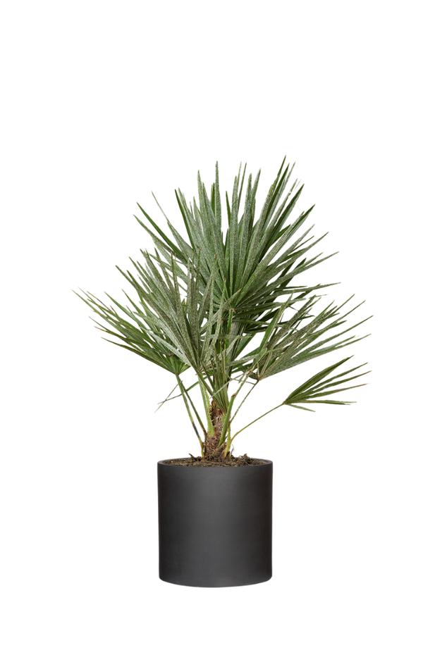 Chamaerops Humilis - Zwergpalme Ø:19 H:65 cm