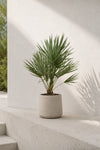 Chamaerops Humilis - Zwergpalme