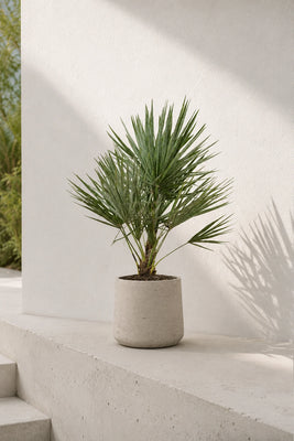 Zwergpalme - Chamaerops Humilis