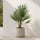 Chamaerops Humilis kaufen — winterharte Zwergpalme für Balkon und Garten, 65 cm