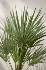 Chamaerops Humilis kaufen — winterharte Zwergpalme für Balkon und Garten, 65 cm Nahaufnahme