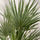 Chamaerops Humilis kaufen — winterharte Zwergpalme für Balkon und Garten, 65 cm Nahaufnahme