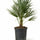 Chamaerops Humilis kaufen — winterharte Zwergpalme für Balkon und Garten, 65 cm freigestellt
