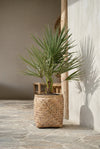 Chamaerops Humilis - Zwergpalme