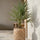 Chamaerops Humilis - Zwergpalme - Finestgreen