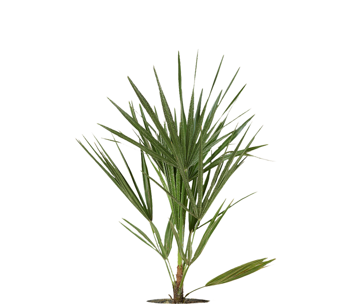 Chamaerops Humilis - Zwergpalme Ø:15 H:50 cm