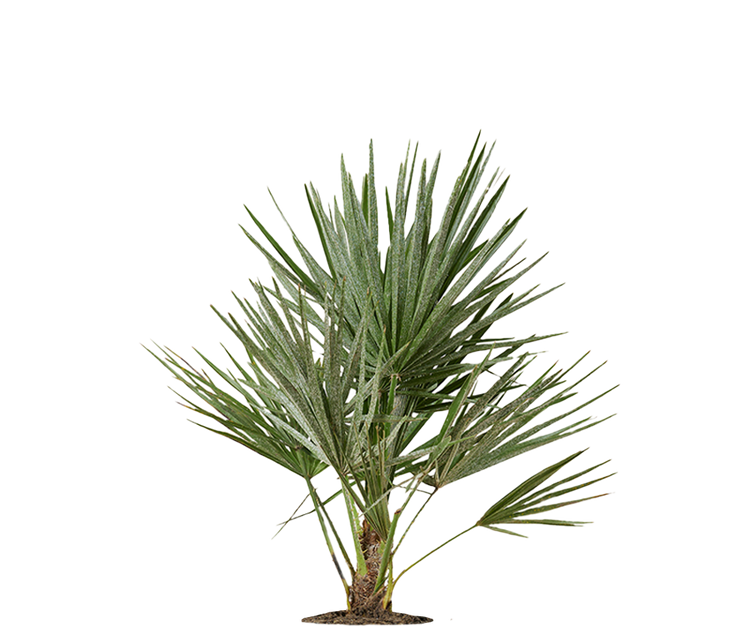 Chamaerops Humilis - Zwergpalme Ø:19 H:65 cm