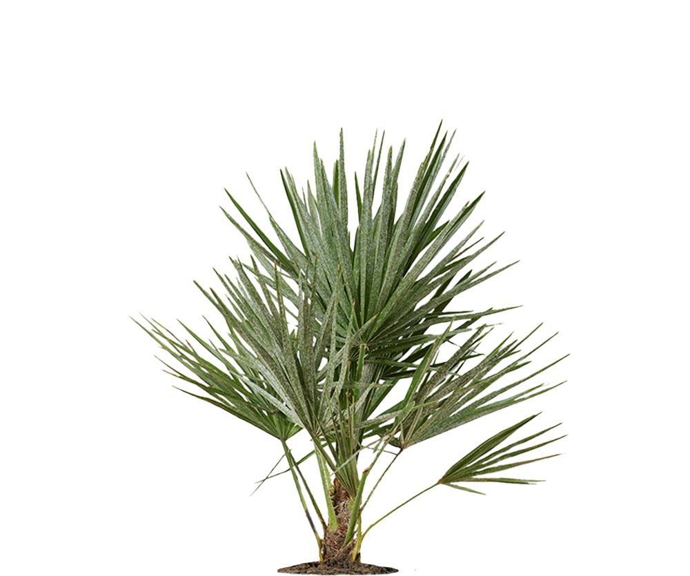 Chamaerops Humilis - Zwergpalme Ø:19 H:65 cm