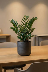 Charlie Black Washed Finestgreen || Robustes Material aus Zementbeton & Glasfasern