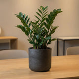 Charlie Black Washed Finestgreen || Robustes Material aus Zementbeton & Glasfasern