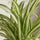 Chlorophytum comosum Variegatum - Grünlilie - Finestgreen