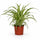 Chlorophytum comosum Grünlilie — pflegeleichte Zimmerpflanze mit weißem Blattrand freigestellt