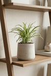 Chlorophytum comosum Variegatum - Grünlilie