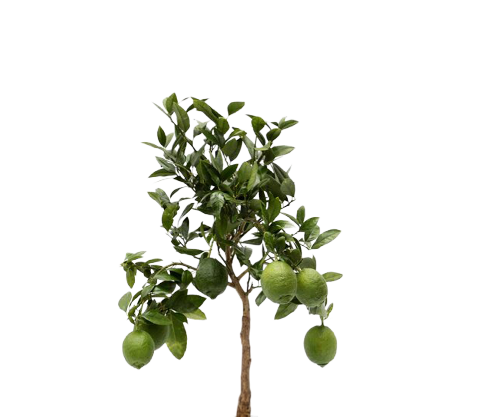 Citrus limon - Zitronenbaum