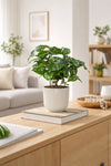 Coffea Arabica – Echte Kaffeepflanze
