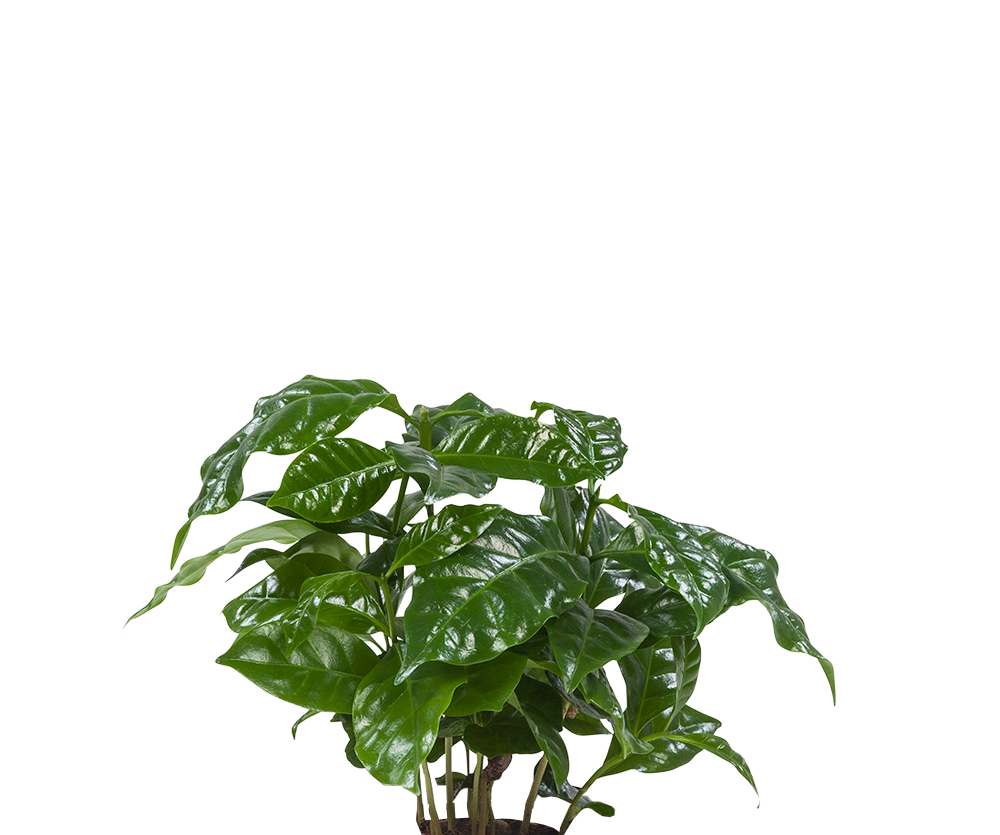 Coffea Arabica – Echte Kaffeepflanze