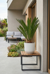 Cycas revoluta - Japanische Sagopalme