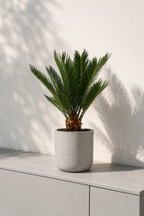 Cycas Revoluta kaufen — Japanische Sagopalme als exotische Zimmerpflanze