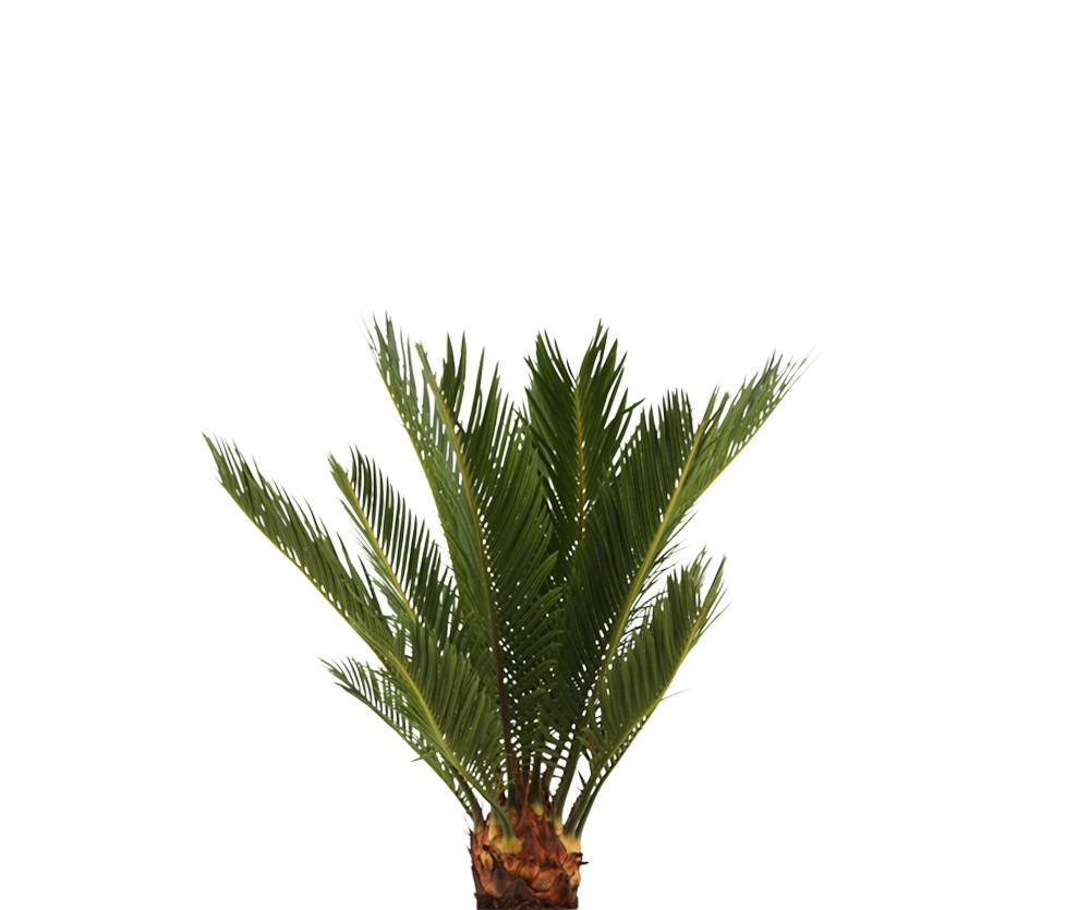 Cycas Revoluta – Japanische Sagopalme