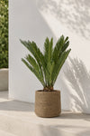 Cycas revoluta - Japanische Sagopalme