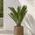 Cycas revoluta kaufen — Japanische Sagopalme mit strahlenförmigen Wedeln, 60 cm inklusive Strohgras Blumentopf
