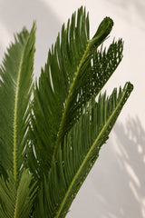 Cycas revoluta kaufen — Japanische Sagopalme mit strahlenförmigen Wedeln, 60 cm Nahaufnahme