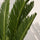 Cycas revoluta kaufen — Japanische Sagopalme mit strahlenförmigen Wedeln, 60 cm Nahaufnahme
